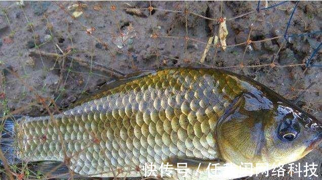 为何夏季钓鲫鱼又少又小,到了冬季又大又多难道是鱼挑食