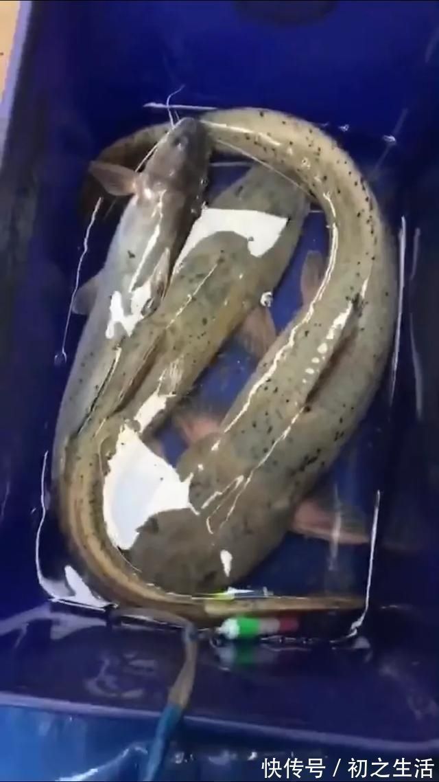 充气艇|这种是我国最贵的淡水鱼品种之一,很多人即使钓到都舍不得吃