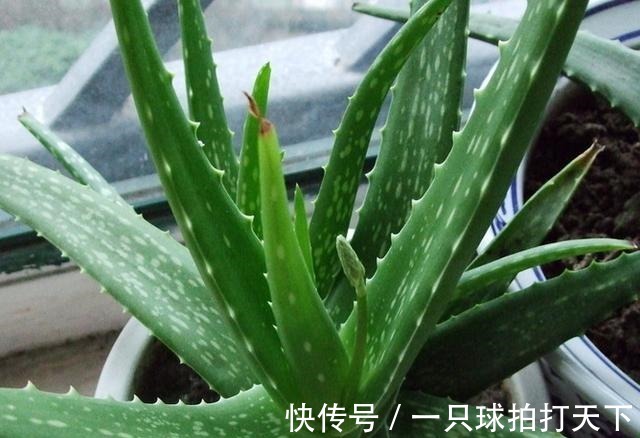 diy 好雨时节为你揭秘芦荟护肤的最大骗局!