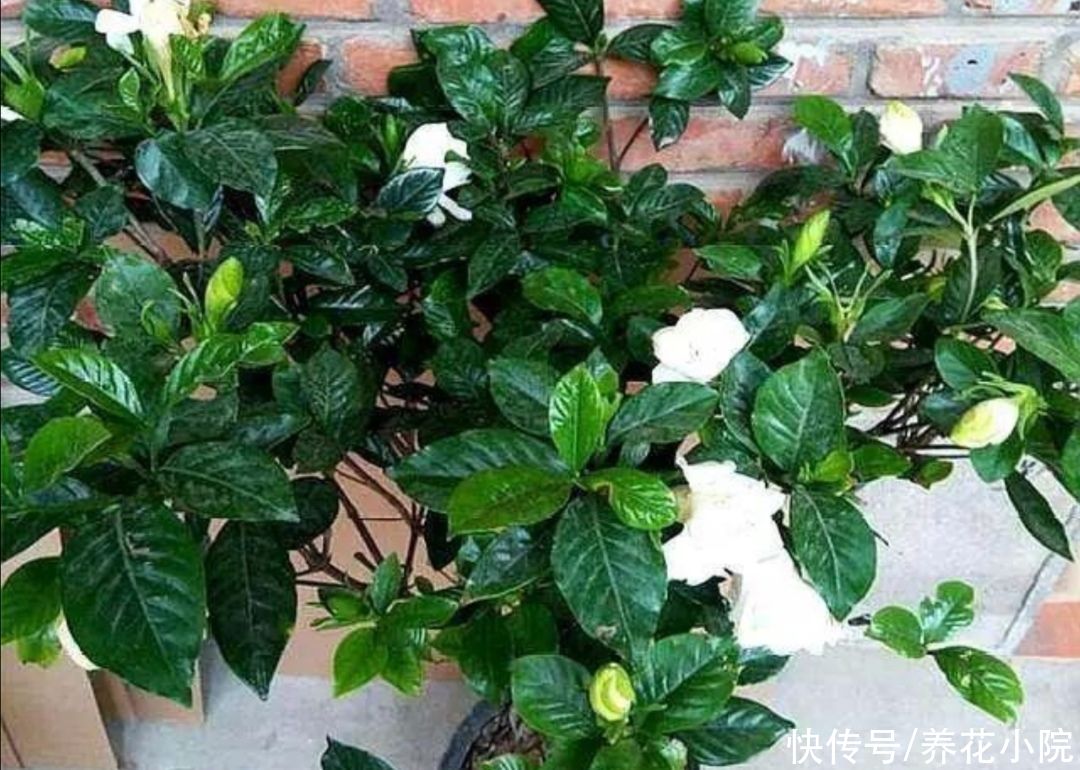 3种喜酸性的花，容易出现黄叶子，要勤浇“酸水”