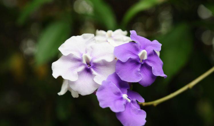 几款花卉好养易爆盆,长得快开花多,新手也能养出小花园