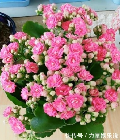 开花最香的4种花，家里养一盆，适应性强、花朵绚丽多彩