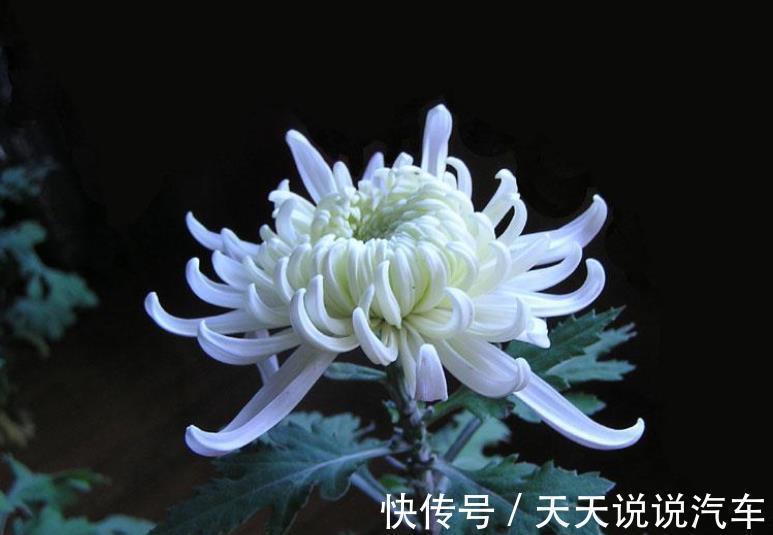 金边瑞香|5种“不怕冷”的花，现在养一盆正当时，花艳色美香味浓，好养