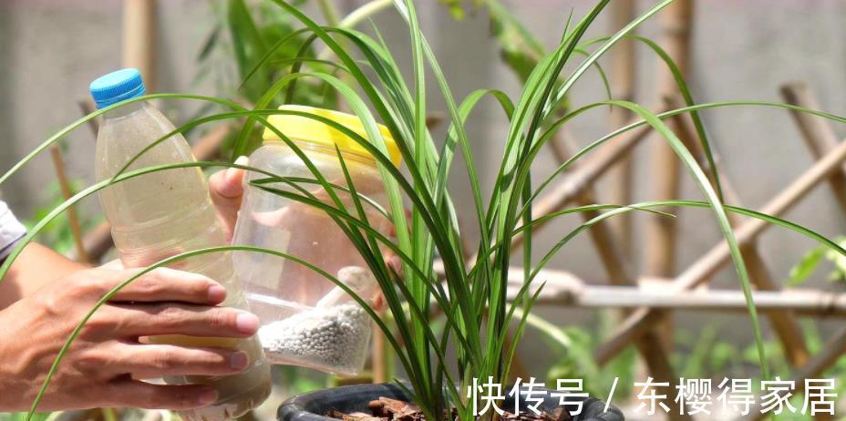 黄叶|兰花怕浇“3种水”,浇完黄叶又烂根,大部分花友都用错了