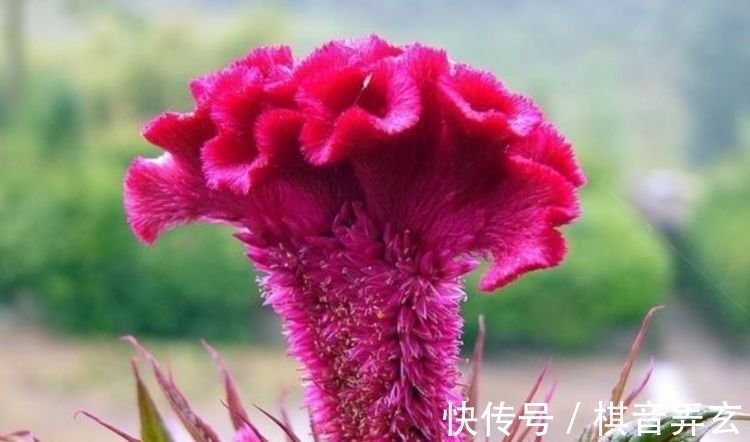 4种漂亮花,好养易活能爆盆,浇水就疯长,开花爆盆很容易