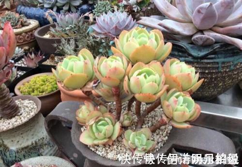 公认的4种普货多肉,颜色金贵皮实好养,花友们热烈追捧!