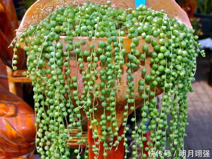 4种小小的多肉居然能养出瀑布效果,怎么做到的?今天就来学一学