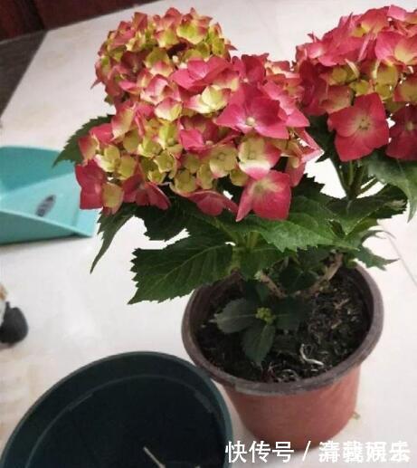 多菌灵|春天给花换盆,“6个坑”不能踩,别心存侥幸,否则换一盆死一盆