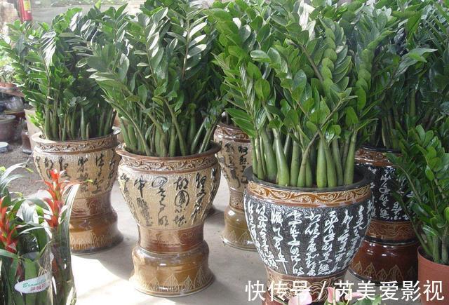 金钱树有“3怕2不喜”，难怪越养越稀疏，从不长新芽