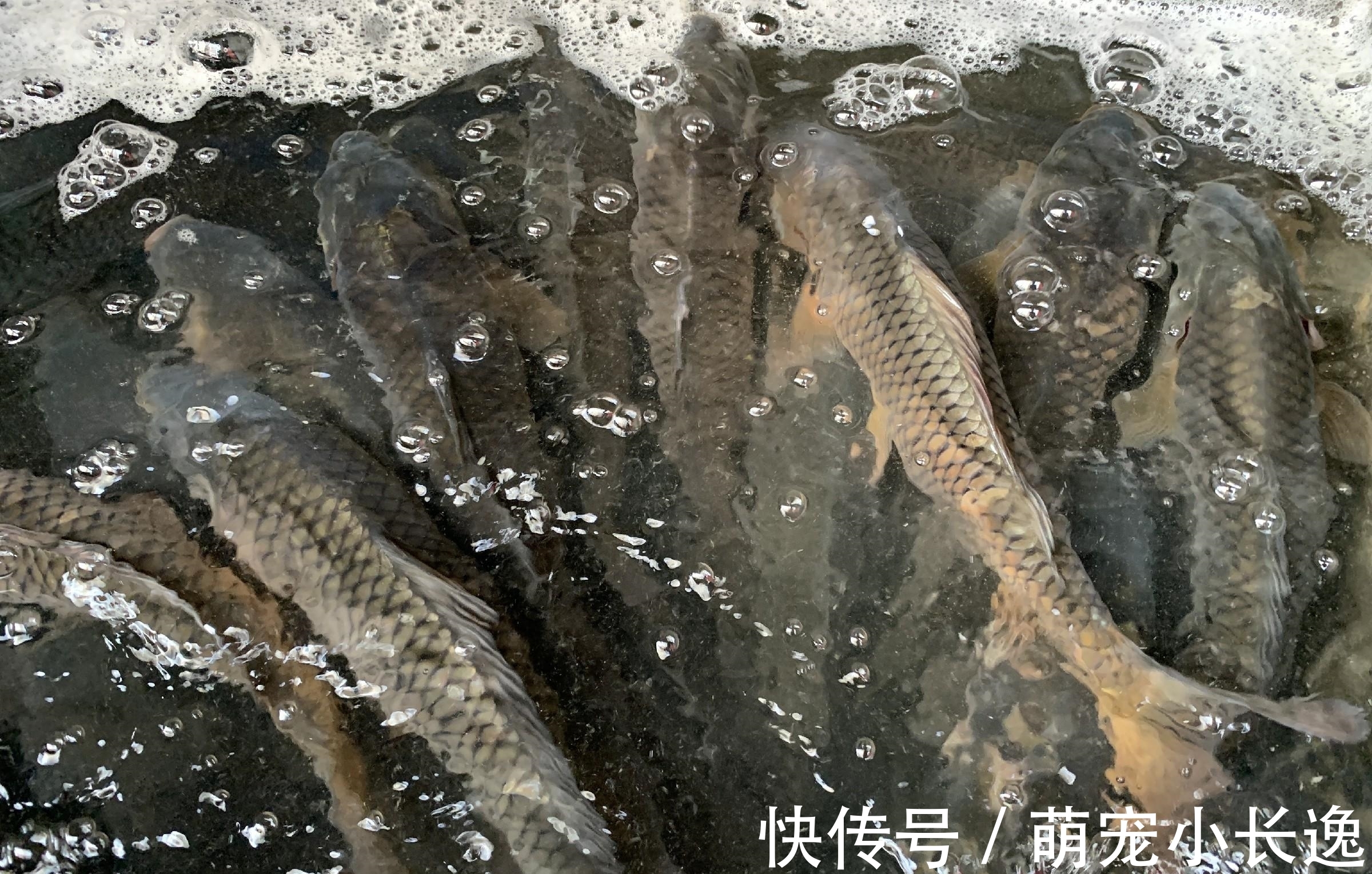 不管解冻什么鱼，直接用水泡就错了，教你2招，鱼解冻快还新鲜