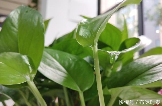 啤酒水加个小药片浇花,君子兰叶片肥厚花蕾多,绿萝疯长几十米