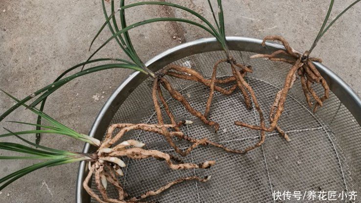 兰花烂根空根怎么办?关键是栽种不得当,一定要掌握好技巧才行