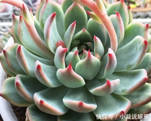 妙招|多肉林赛怎么养更紧凑教你3个小妙招,养出叶片红润饱满的林赛