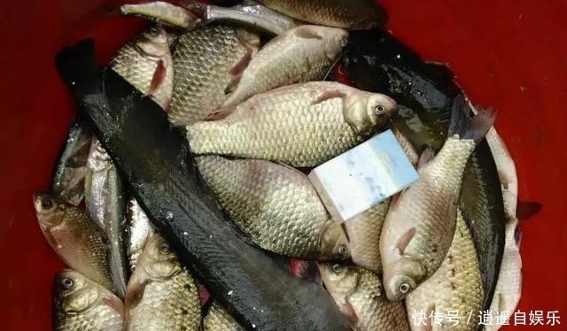 钓鱼|细聊钓鱼圈隐藏的六种虚假渔获！揭开它背后的真实目的