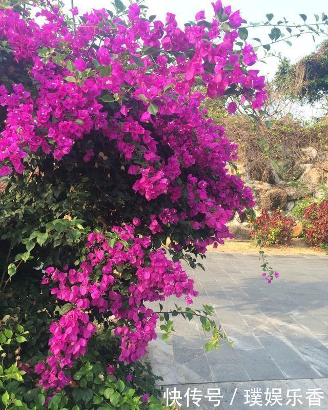三角梅开花越来越少，是“它”在作怪，盆里撒1把粪，下次开爆盆