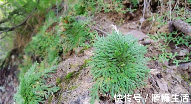 植物|野外有3种“植物”，遇水就活，非常好养，还能做盆景