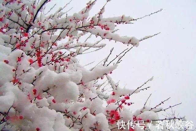 卢梅坡@诗词中的10场雪，《白雪歌送武判官归京》仅列第二，谁高居榜首？