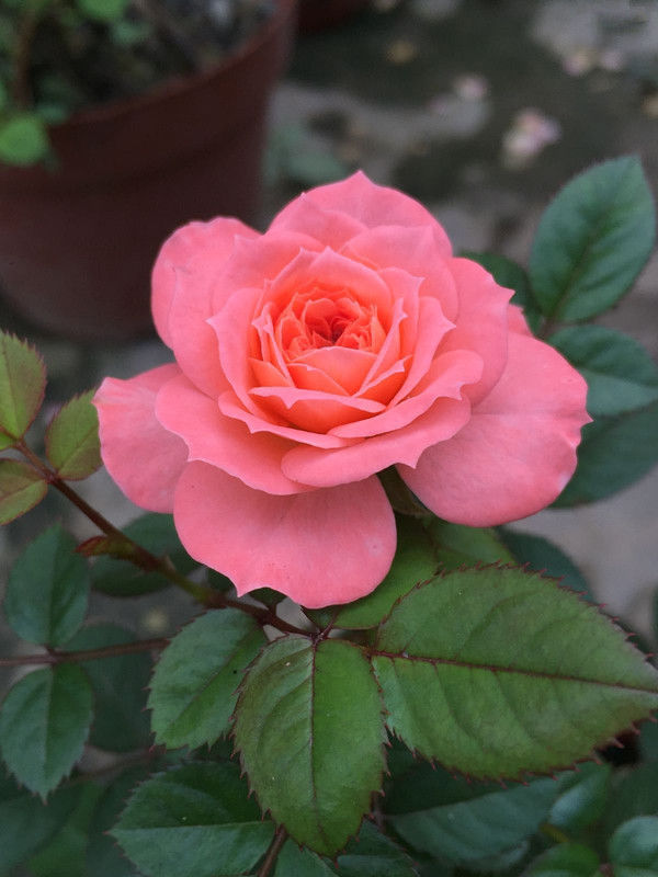 三文鱼|喜欢养花,不如养盆网球花,花色艳丽,花开密集四射如球,特别美