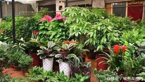 大妈养花一分钱没花,花和花盆都是“捡的”,真是让人想不到!