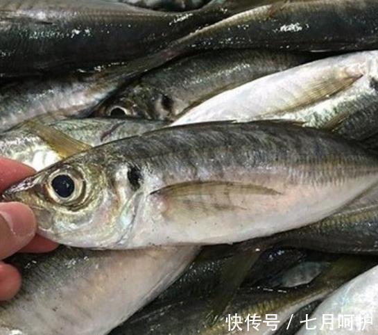 鲈鱼|天热吃鱼,内行人专挑这4种海鱼,营养美味还便宜,再贵也值得!