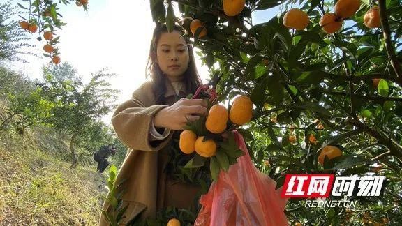 尽情|“美景尽情看，蜜桔免费吃”龙山八面山景区迎来又一轮“黄金周末”