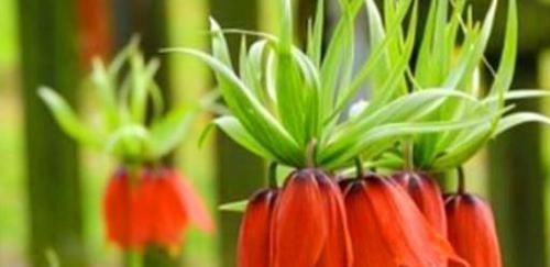 食物|女性不要太节俭,多吃4种食物,排出毒素,补血益气,保护心血管