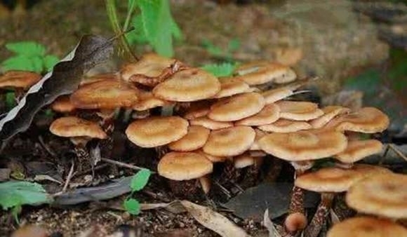 农村深山中的一种草药,无根无叶会跑又会飞