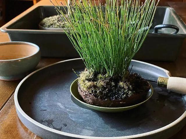 山野草，也高雅！