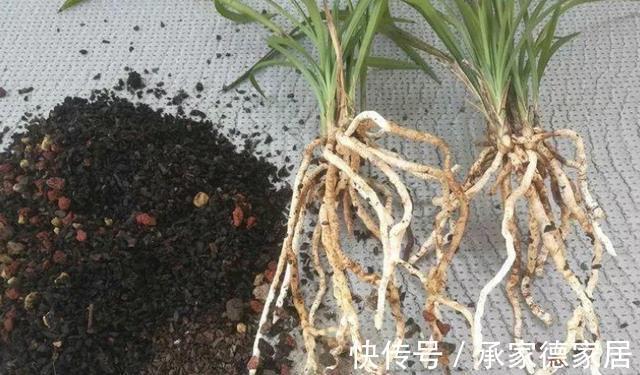 土壤|天气转凉，室内养兰花，该注意什么？盆栽谨记4点长势猛