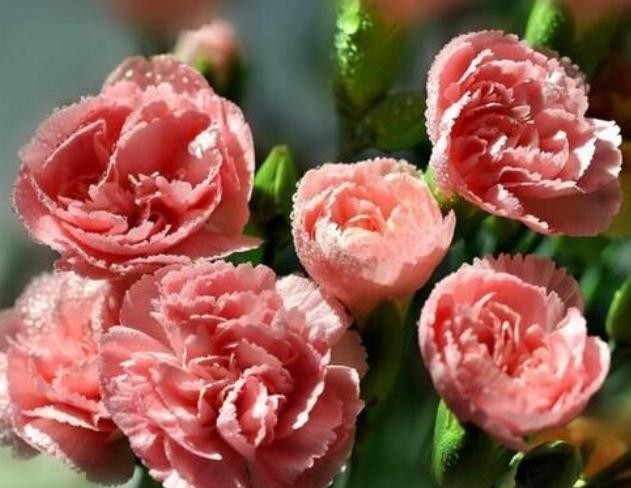 才能|把花种花盆里就像人穿鞋,适当“垫一垫”,才能透气不“捂根”!