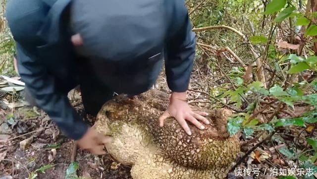 这些植物“老寿星”,个个能活100岁,泼辣无比,比人还长寿