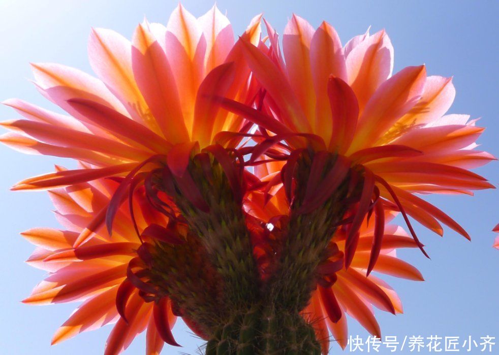 养仙人球不能少的品种，大花飞碟，单花直径二十公分，适合室内养