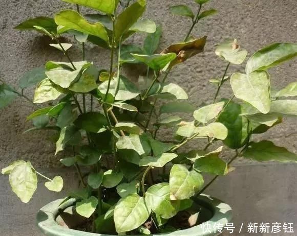 这16种花冬天越浇越死,3个月不管,反而长高个