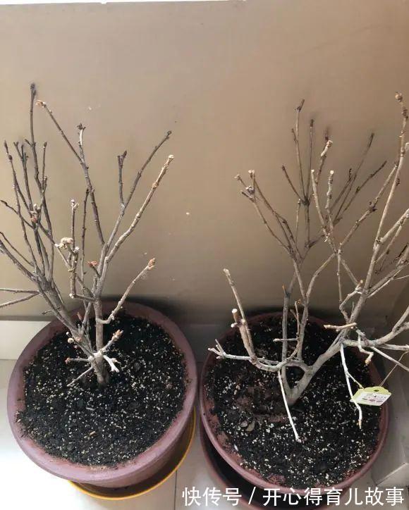 10种花，一降温就黄叶，赶紧换个地方养