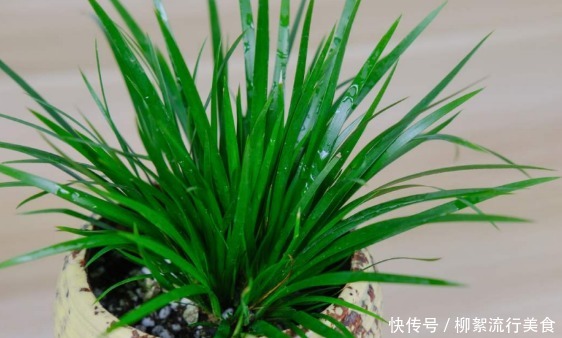 3种网红绿植,经常在河边遇见,种在家里好养又招财!