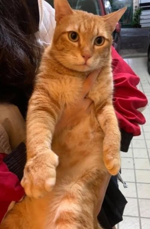 猫掌有个单独一个的肉球 猫掌有个单独一个的肉球