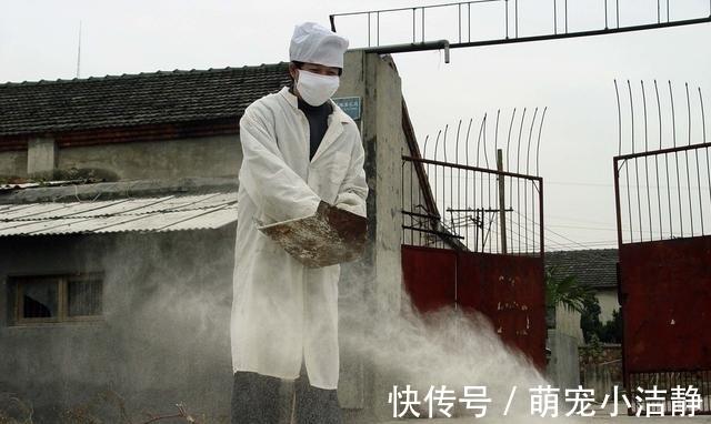 球虫病|都说球虫病是鸡场的吸血鬼,掌握这六点从此不再怕!