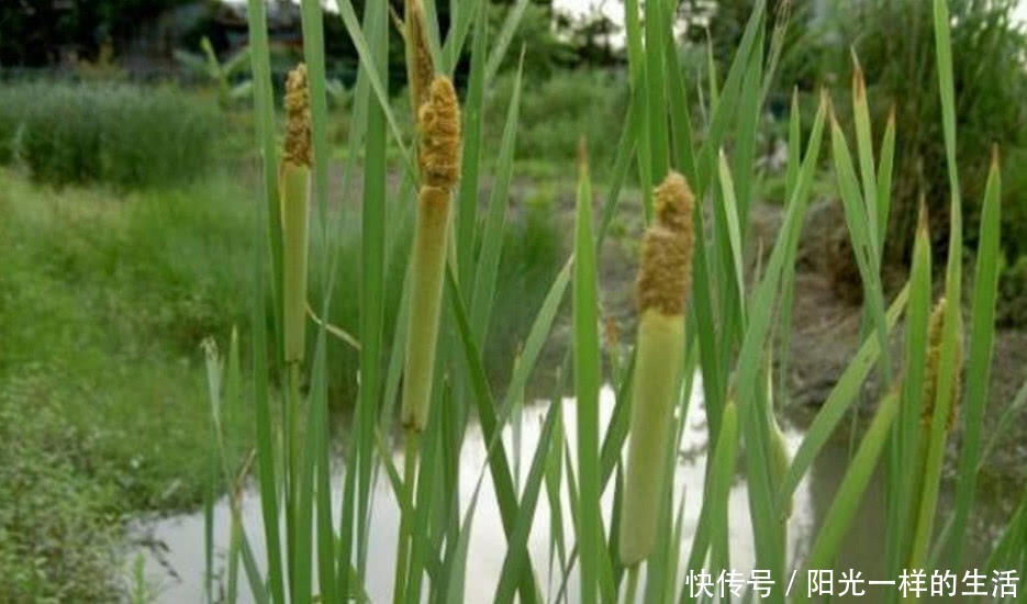 长在水里的香肠，有很强的药用价值，几十元一斤城里人抢着要