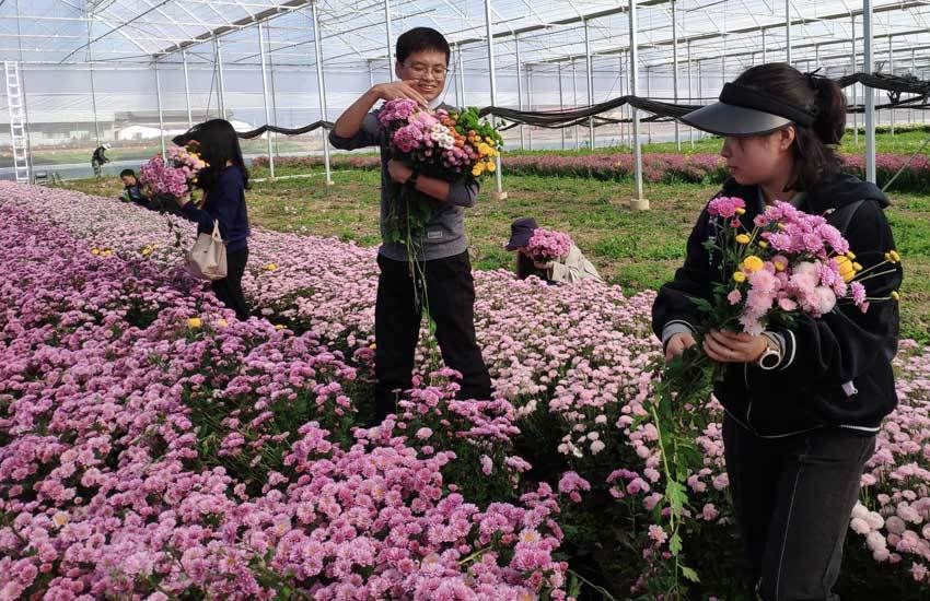 祥云县|云南祥云：青海湖畔菊花绽放（组图）