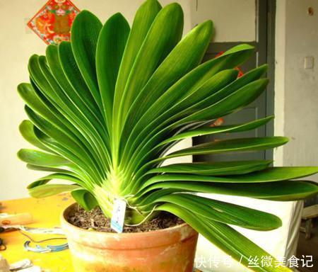 养君子兰，在花盆里埋上10粒“它”，3个月蹿出4片新叶，开花50朵