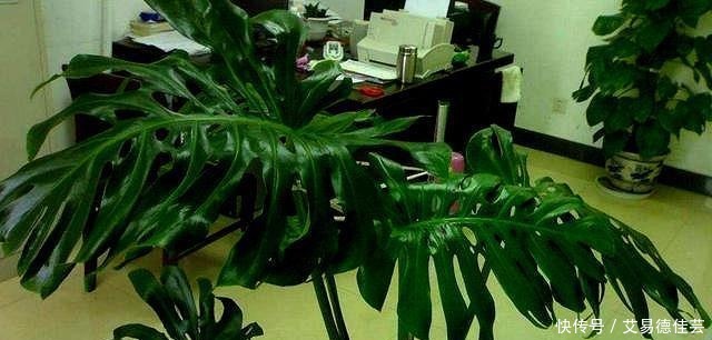 连细菌都“害怕”的3种花,远离病菌侵犯,家里该多养几盆