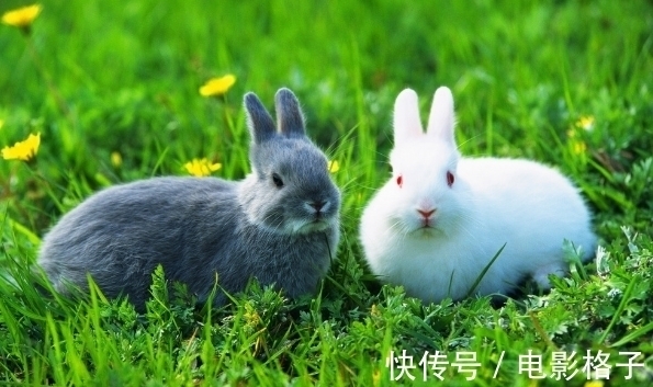 小仙子|10个兔九个富？哪四月出生的属兔人，厚积薄发，锦鲤翻身！