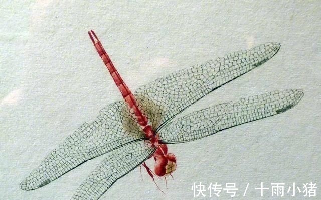 白石老人@齐白石画的小虫子,放大5倍以上欣赏,翅膀上的脉络真实细腻!