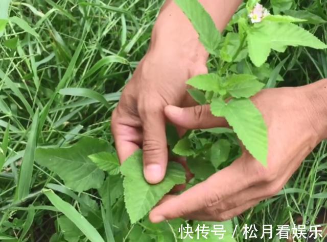 癣症|玉米地里长了一种天然“皮炎平”,专治各种皮肤病,遇到请珍惜!