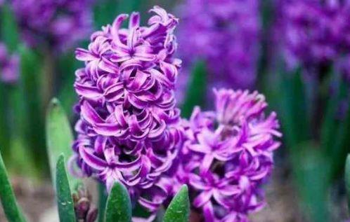 生命力超顽强的几种花卉,常年绿油油的,对待新手很友好