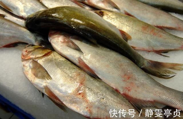 身体|买鱼时,碰到这4种鱼直接走,浪费钱还伤身体,鱼贩子自己都不吃