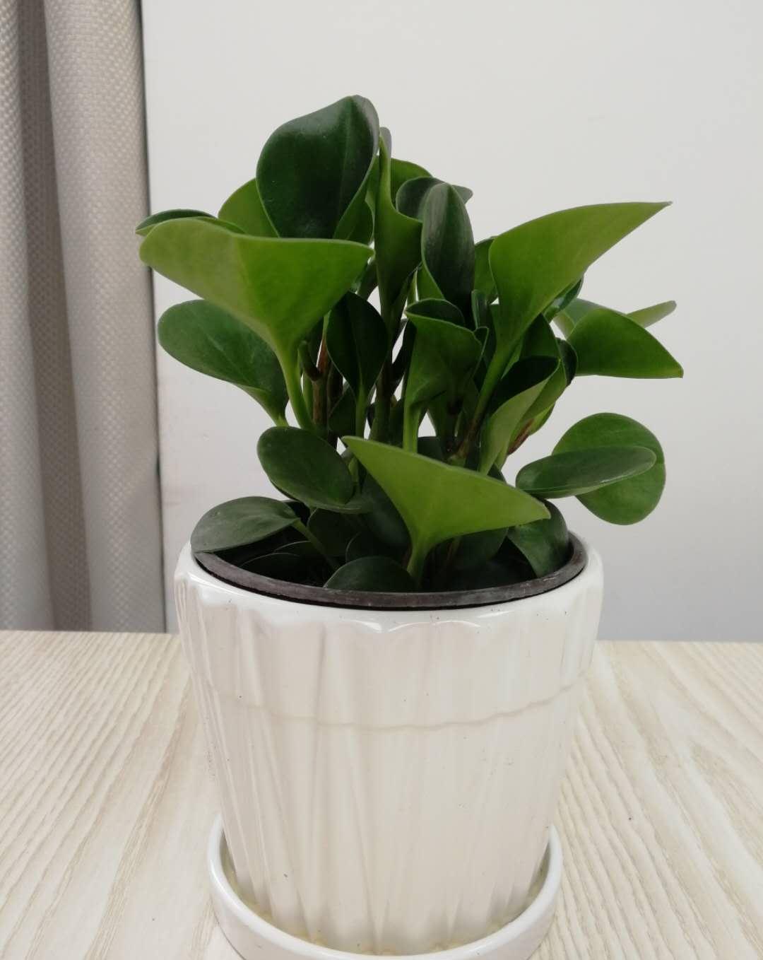 这3种花,最适合放在办公桌,赚钱容易没烦恼,提神又醒脑