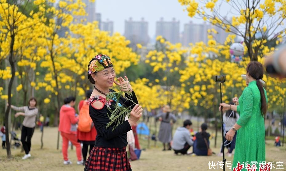 老年|广西南宁黄花风铃木盛开引游人