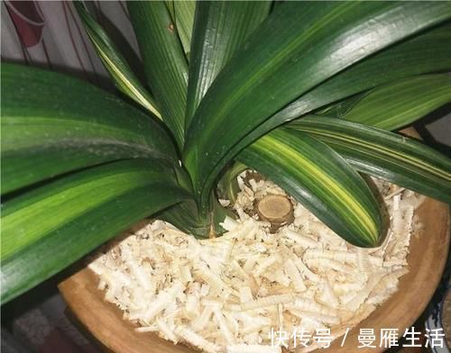 君子兰烂的“光秃秃”别扔,插进这里,又会长满新根,开满花