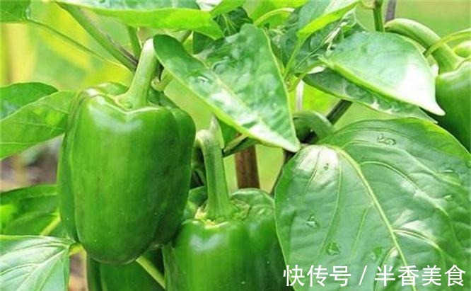 含有|想长寿要会吃,四种食物换着来,营养丰富,美容美颜,早吃早好